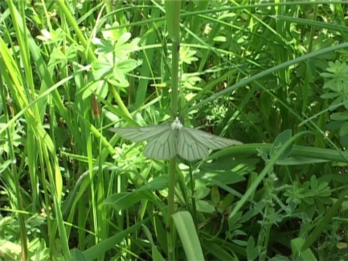 Hartheu-Spanner ( Siona lineata ) : Nettersheim/Urfttal, Eifel, 18.06.2006